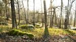 Höstskog i solljus.
