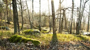 Höstskog i solljus.