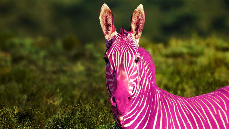 Bild på en zebra där ränderna är rosa istället för svarta.