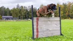 Hund som hoppar över hinder.