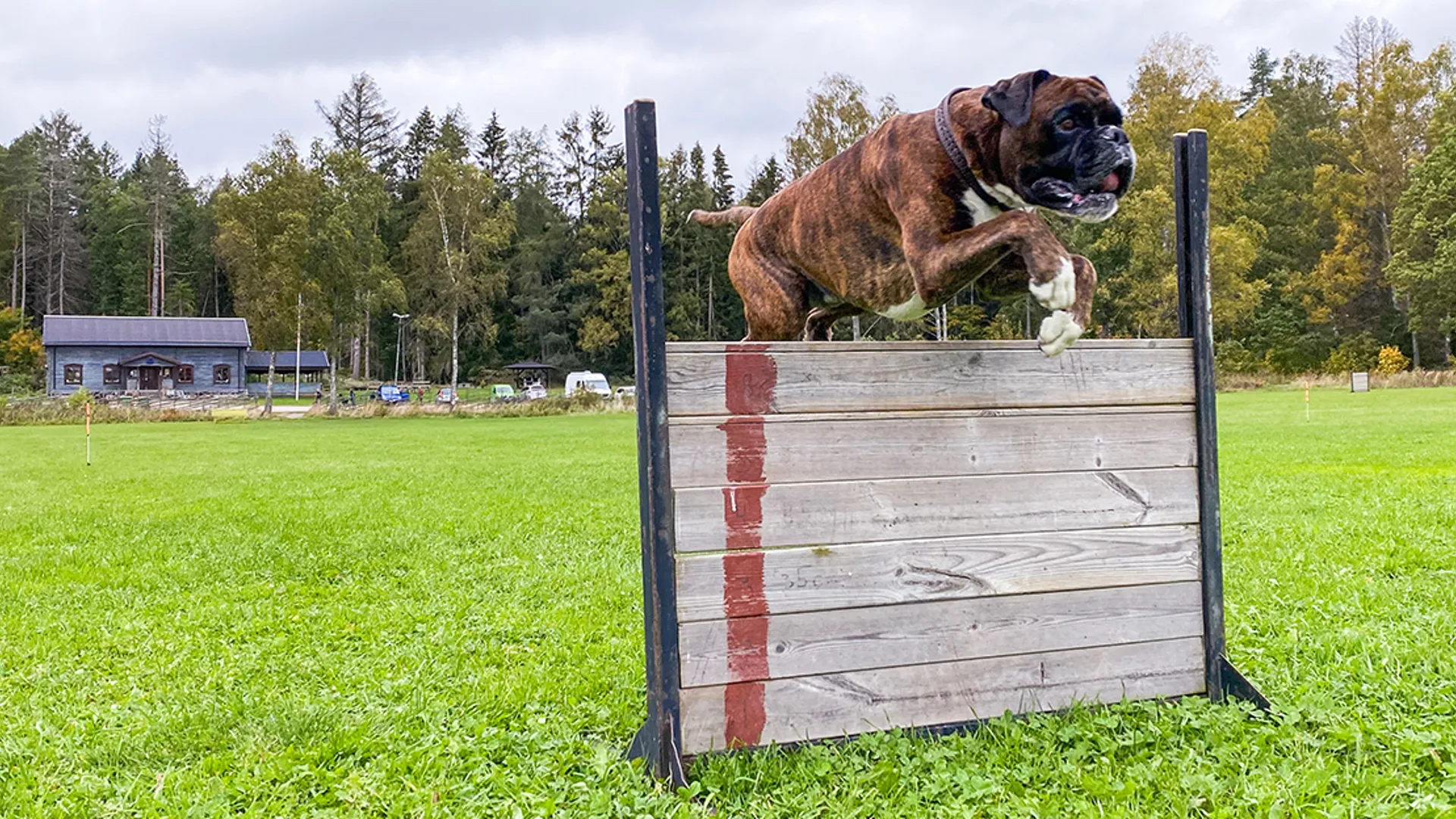 Bild på hund som hoppar över hinder.