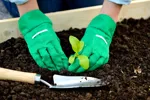 Två händer i trädgårdshandskar som planterar en planta i jord bakom en trädgårdsspade.