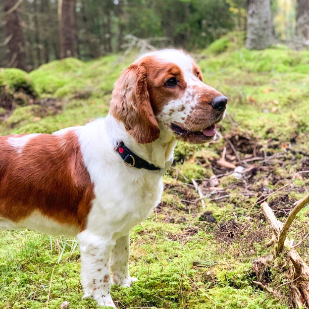 Hund ståendes i mossig skog.