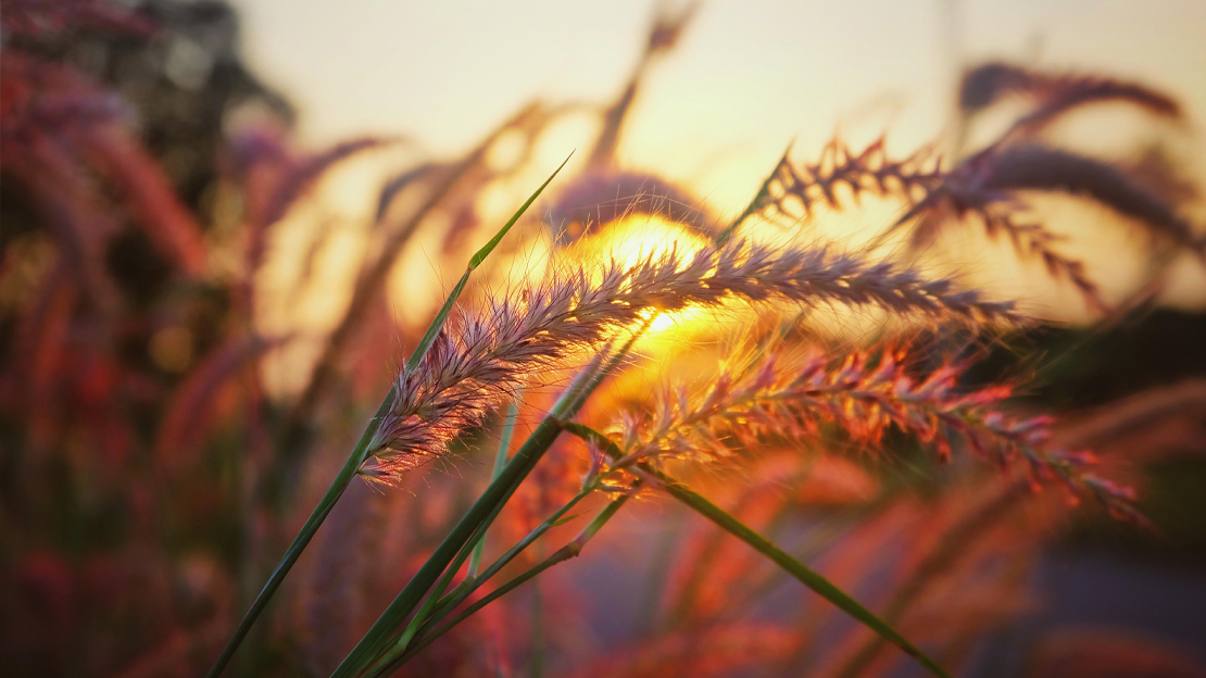 Närbild på vass i solnedgång.