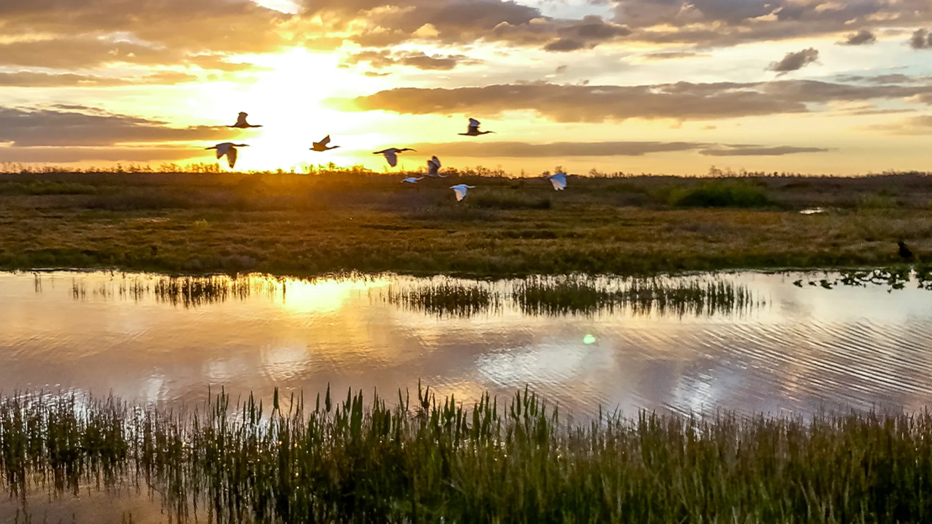 Fåglar som flyger över vattnet vid Ekeby våtmark