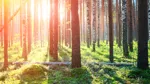 Trädstammar i solig skog.