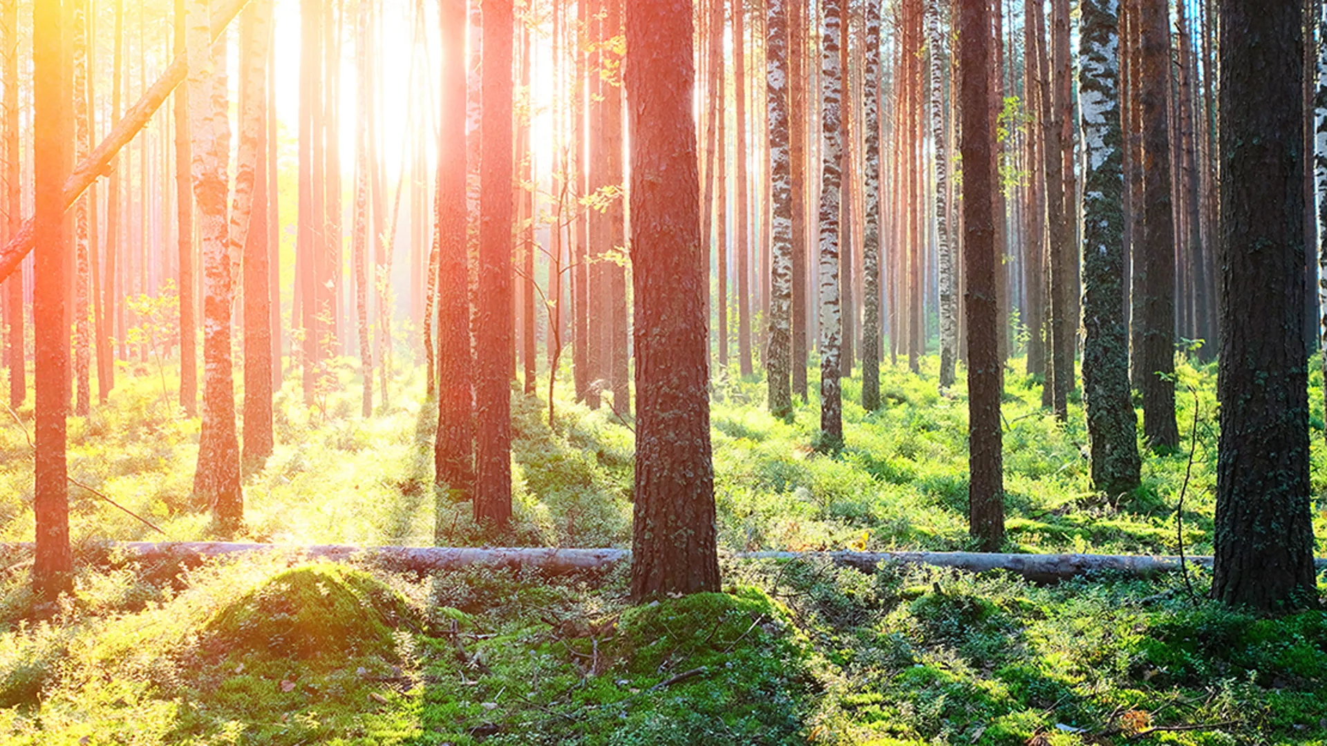 Trädstammar i skog