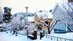 Villor i vinterlandskap.