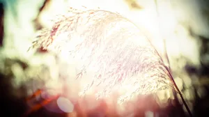 Grässtrån i motljus.