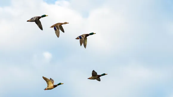 Flyttfåglar som flyger över en blå himmel.