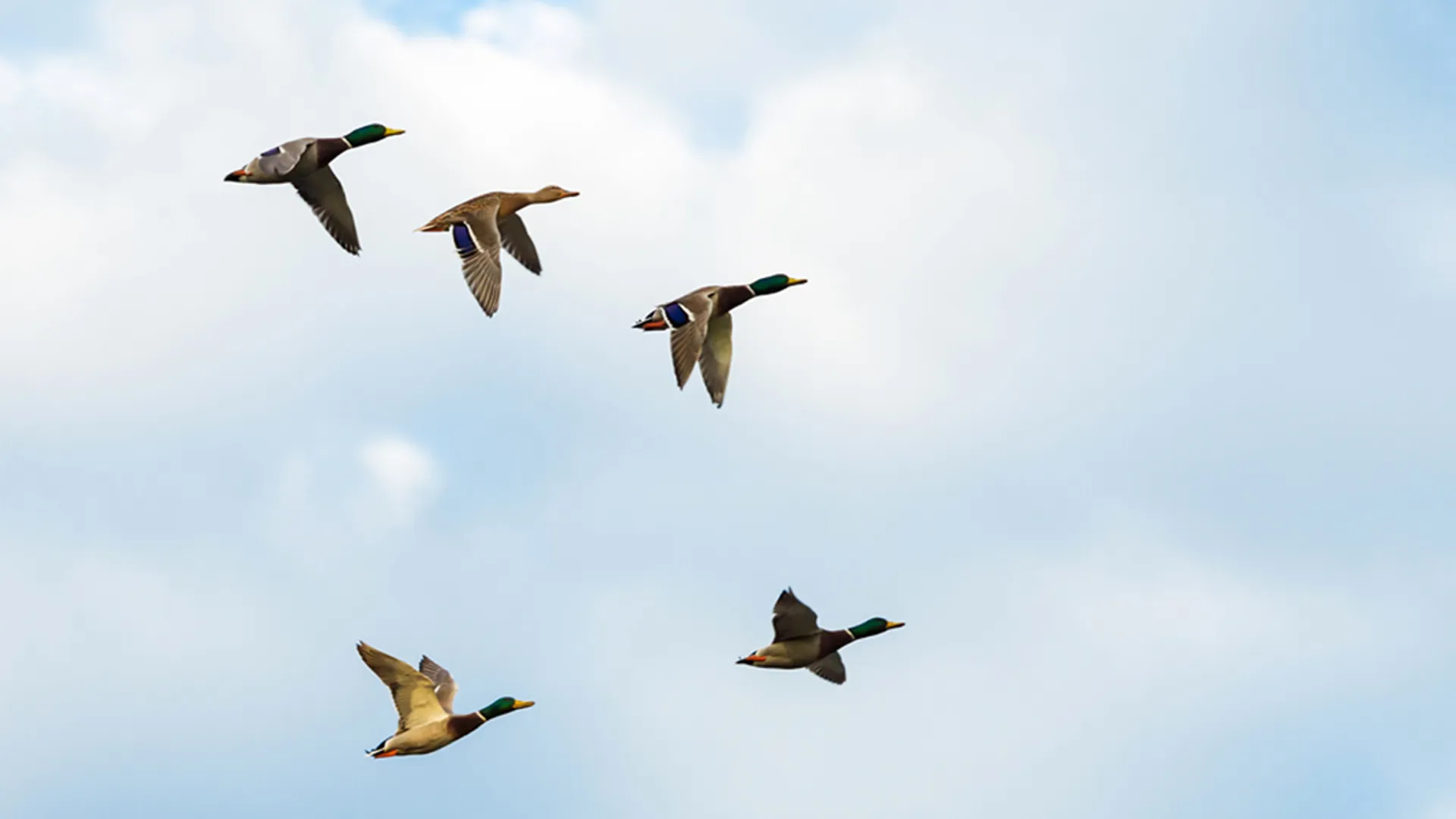 Flyttfåglar som flyger - flytta ditt elavtal