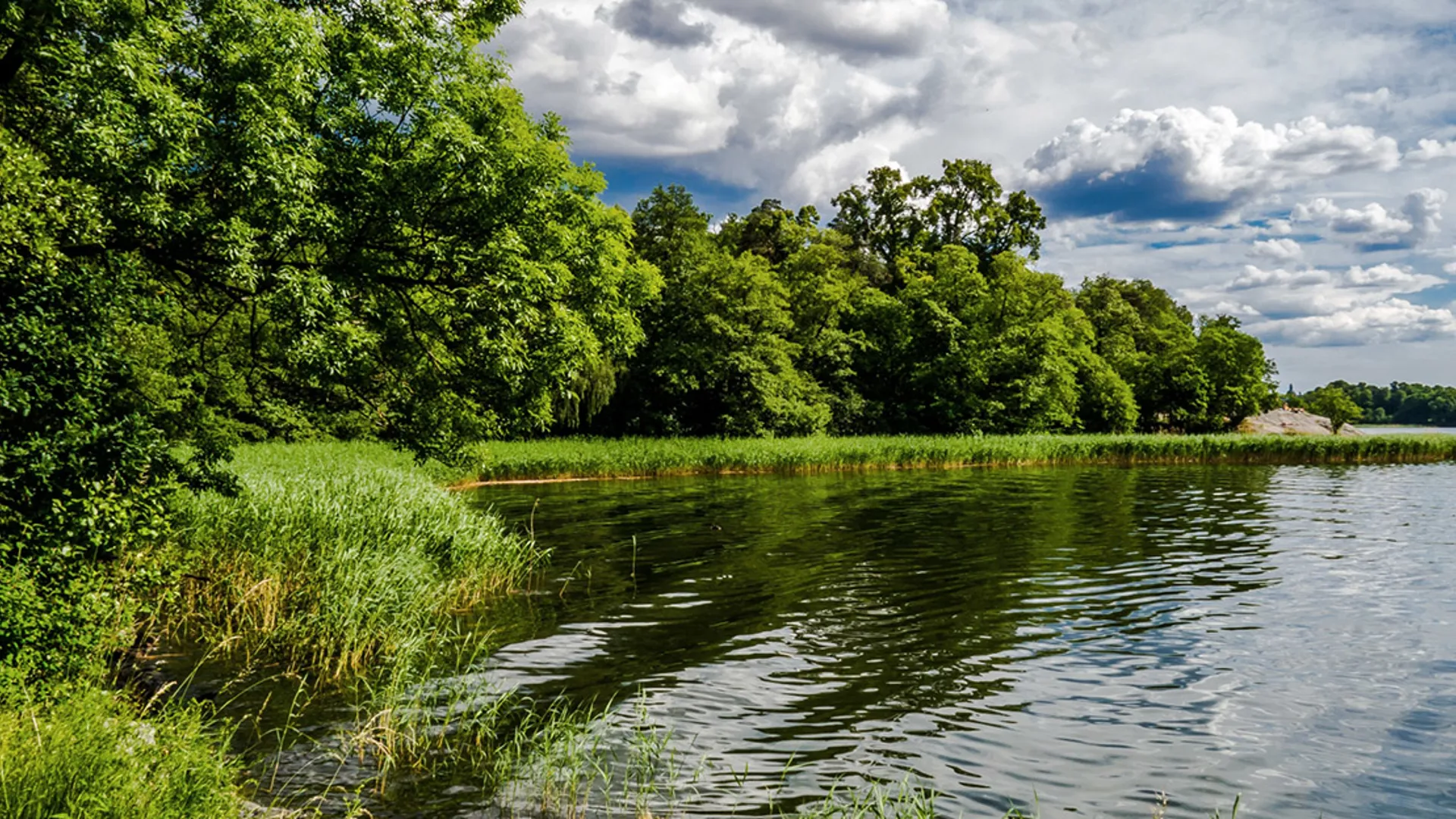 Natur vid sjö