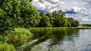 Natur vid sjö