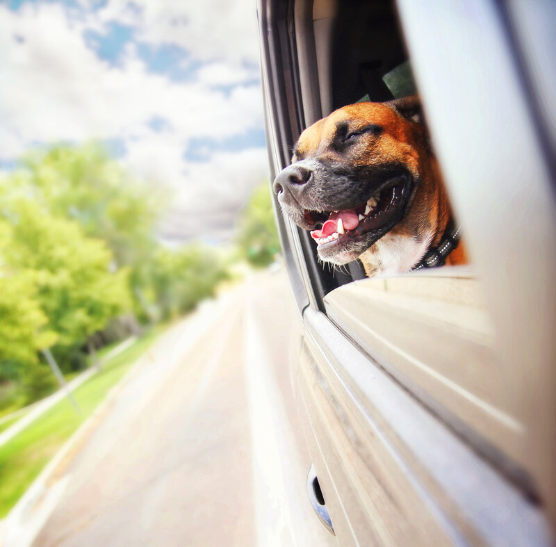 Hund sticker ut huvudet från en öppen fönsterruta på en bil.