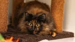Den fluffiga katten Cashew togs omhand på Djurskyddsföreningens katthem i Kälby.