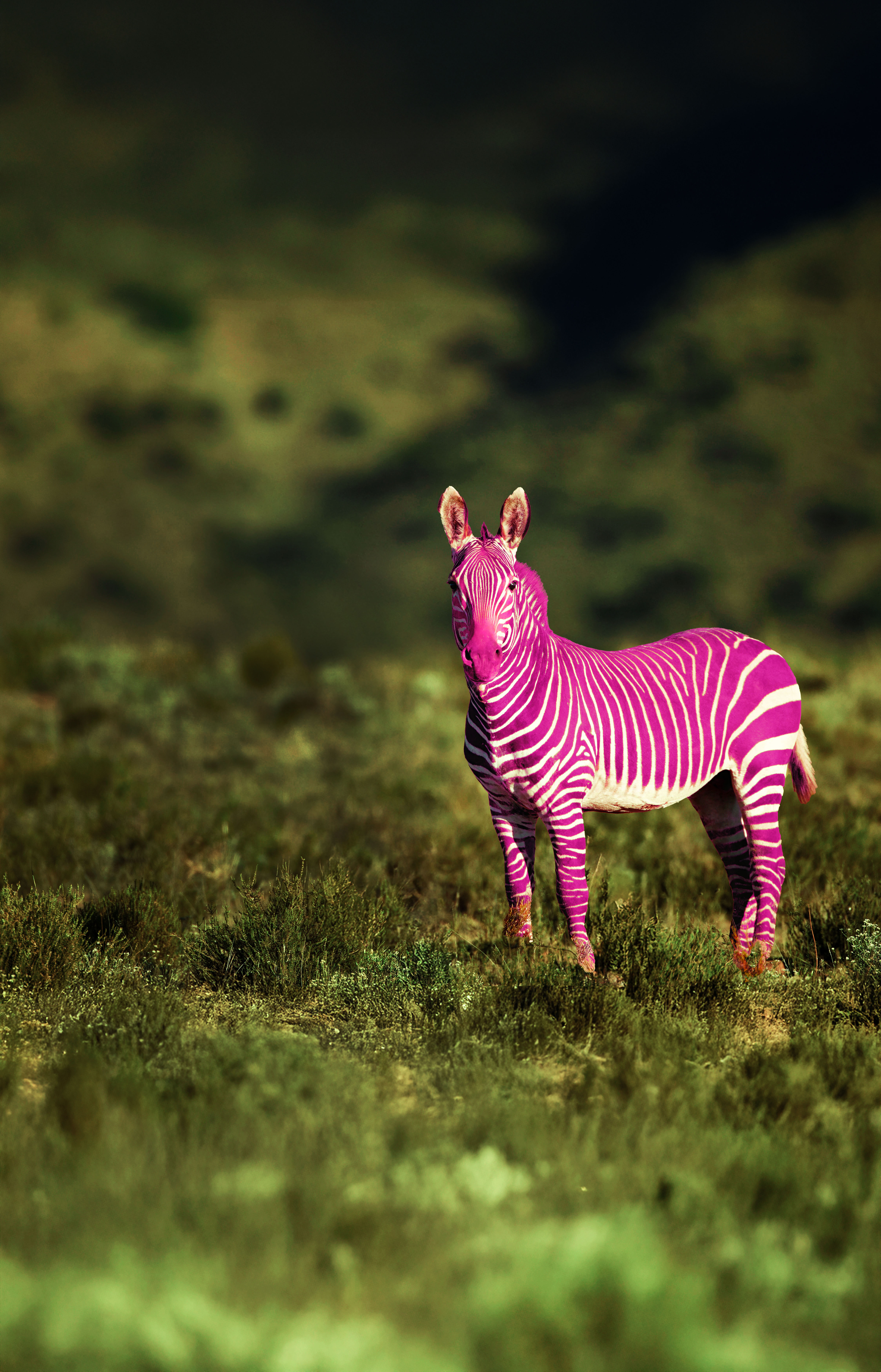 En bild på en zebra där ränderna är rosa istället för svarta.