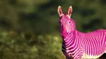 En bild på en zebra där ränderna är rosa istället för svarta.